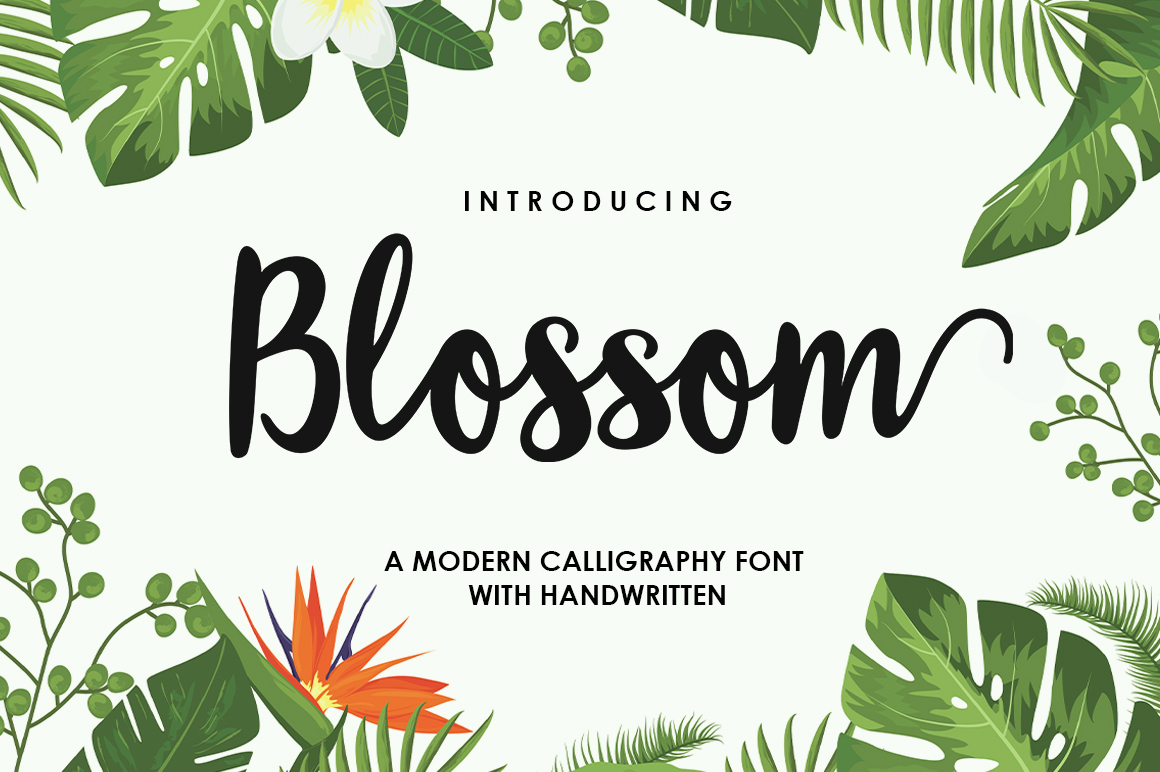 Blossom Script Font: A Web Designer’s Honest Review